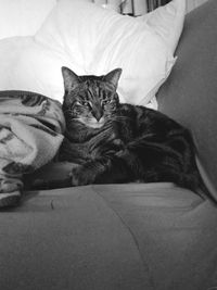 Portrait of cat relaxing on bed