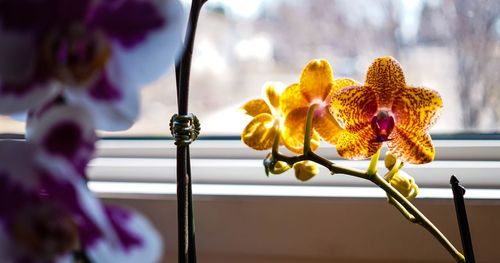Close-up of flower vase on window sill