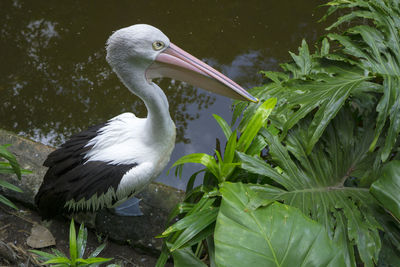 Close-up of bird in water