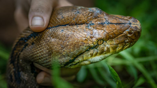 A big and ferocious python catches snakes by hand, beautiful striped boa in a fertile forest.