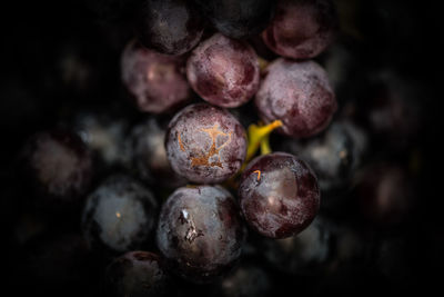 Close-up of blackberries