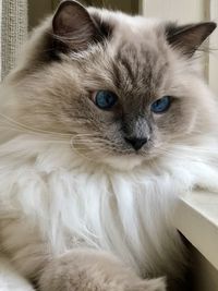 Close-up portrait of a cat