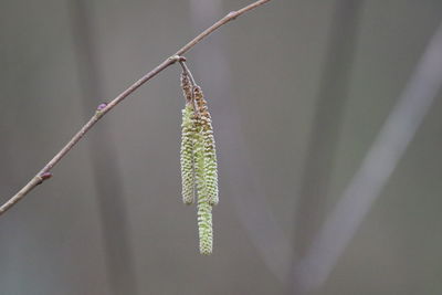 Close-up of plant growing outdoors