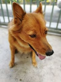 High angle view of dog sitting on footpath