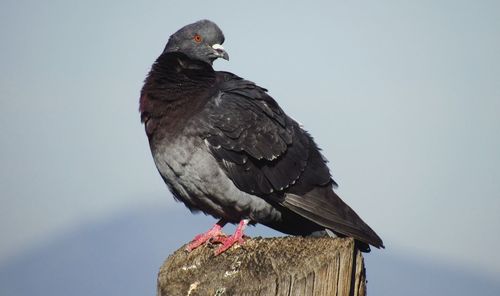 Low angle view of bird perching on wood against sky