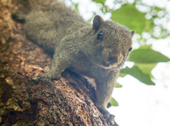 Close-up of squirrel on tree