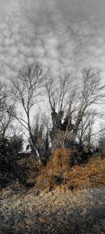 Bare trees against cloudy sky