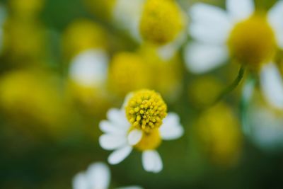 Close-up of yellow flowering plant