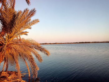 Palm tree by sea against clear sky