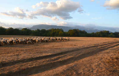 View of sheep on field against sky