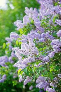 Close-up of purple flowering plants