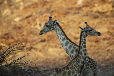 Two giraffes crossed at sunset in a canyon