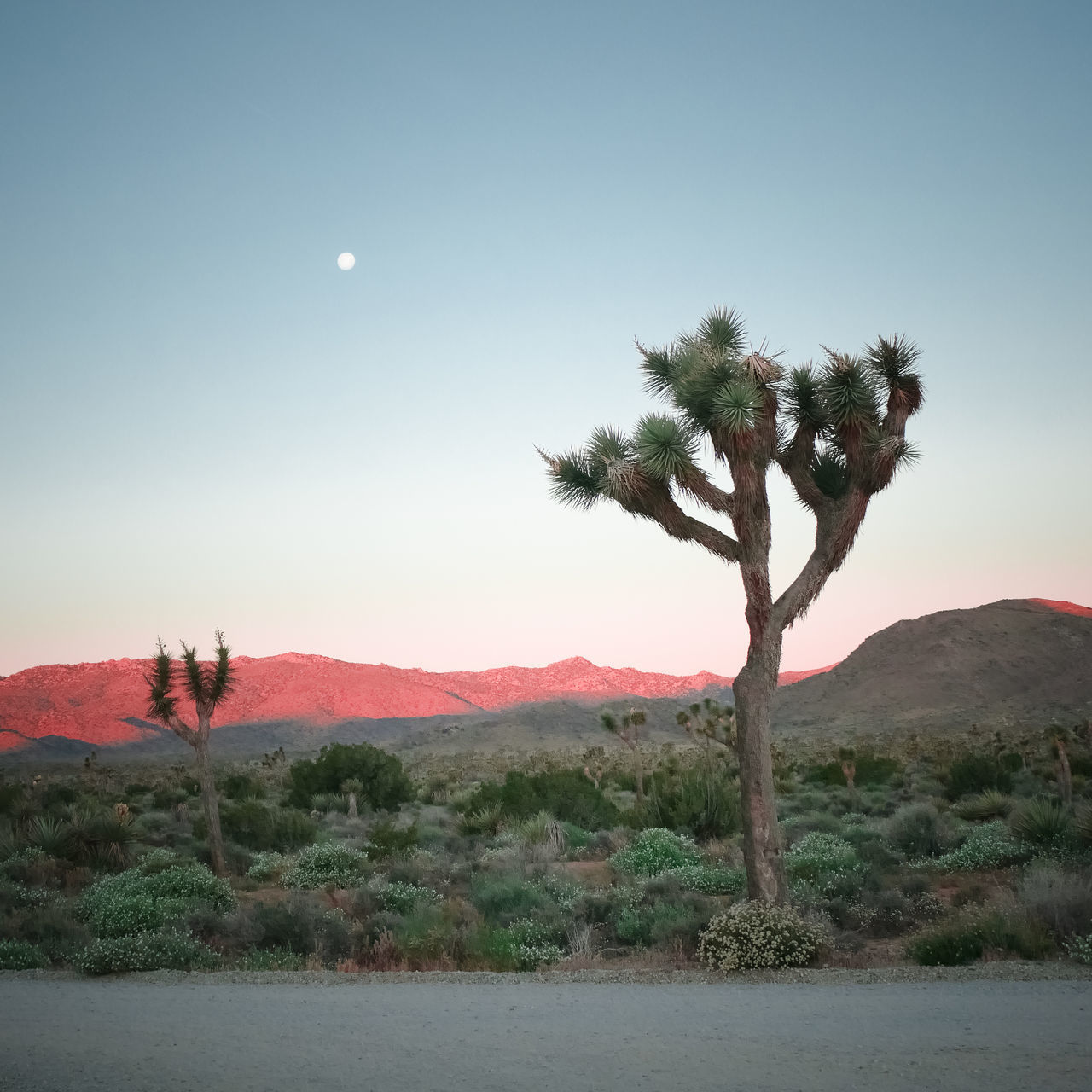 TREES ON LANDSCAPE AGAINST CLEAR SKY