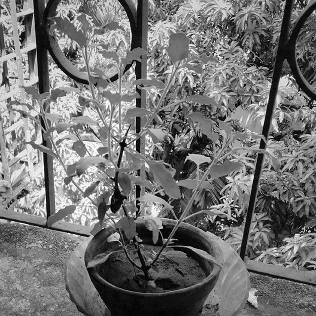 plant, day, metal, growth, outdoors, tree, no people, nature, sunlight, close-up, old, hanging, potted plant, high angle view, flower, old-fashioned, still life, leaf, park - man made space, container