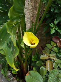 Close-up of yellow flowers blooming outdoors