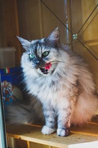 Close-up portrait of cat