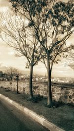 Bare trees on landscape