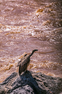 Bird perching on driftwood at beach