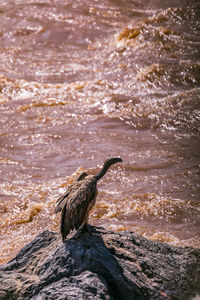Vulture standing on the rock maasai mara river triangle national reserve park in narok county rift 