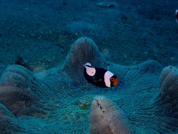 View of fish swimming in sea