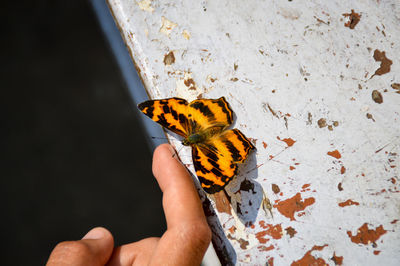 Close-up of butterfly on hand