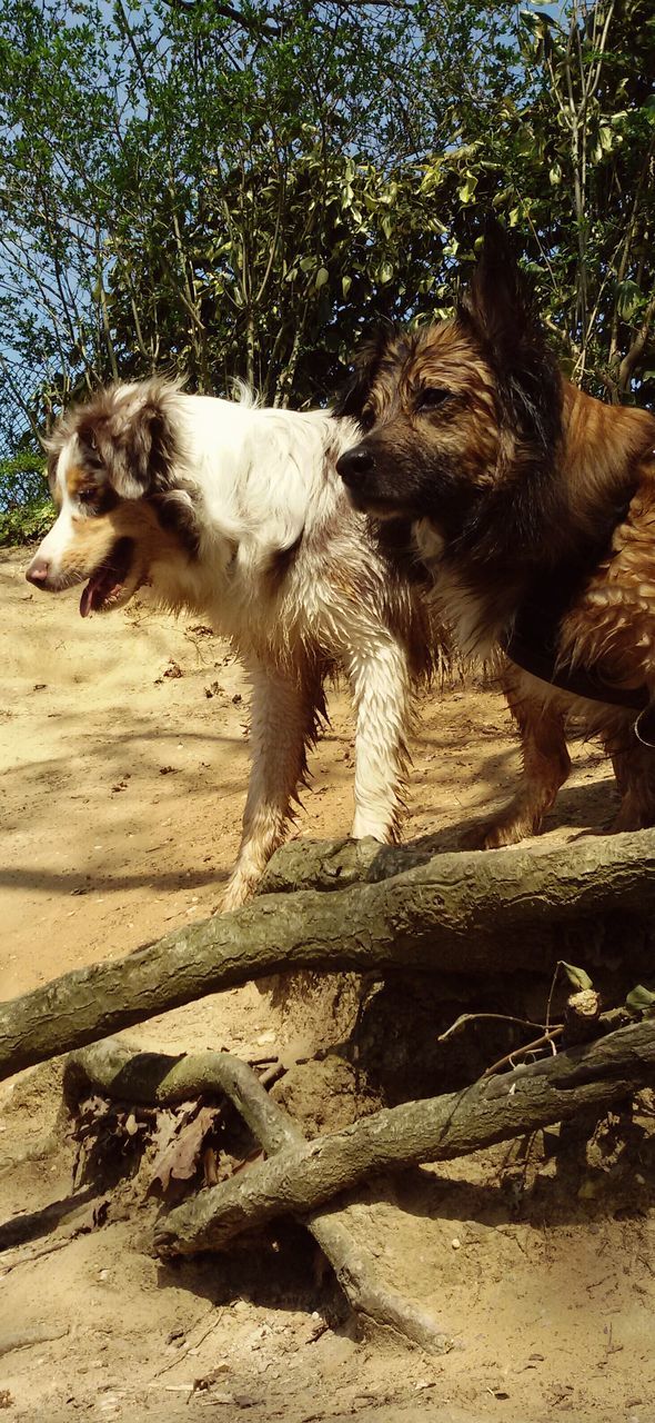 animal themes, one animal, mammal, domestic animals, pets, dog, full length, sunlight, sand, relaxation, sitting, day, shadow, nature, side view, two animals, outdoors, lying down, field, no people