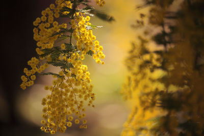 Close-up of yellow flowering plant hanging outdoors