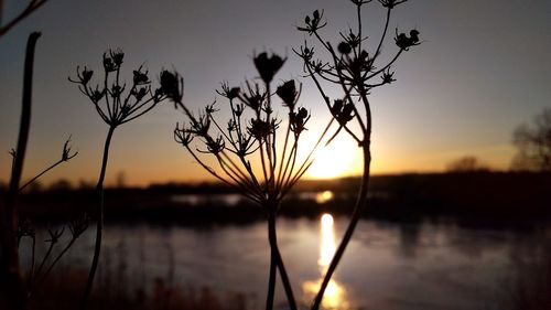 Silhouette plant by lake against sky during sunset