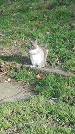 Cat sitting on a field