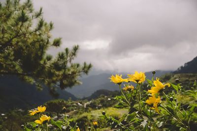 Close-up of yellow flowering plants on field against cloudy sky