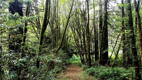 Trees in forest