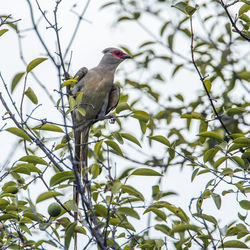 Low angle view of bird perching on branch