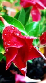 Close-up of red rose blooming outdoors