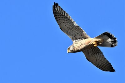 Low angle view of eagle flying against clear blue sky