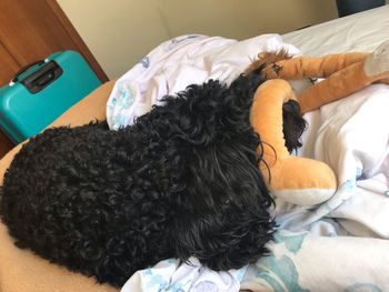 High angle view of dog sleeping on bed at home