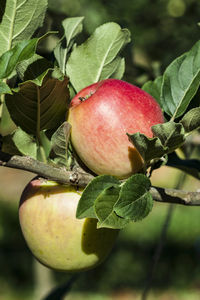 Close-up of apple growing on tree