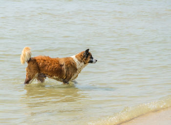 Side view of a dog running in water