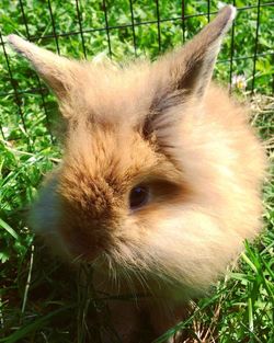 Portrait of cat on grass