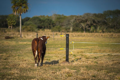 Horse standing in a field