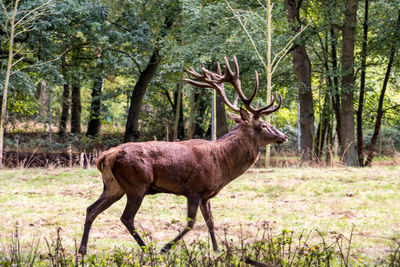 Deer standing on tree trunk in field