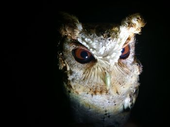 Close-up portrait of a owl