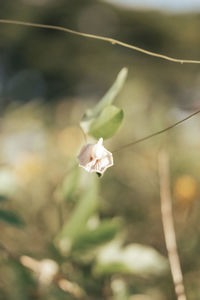 Close-up of white flowering plant