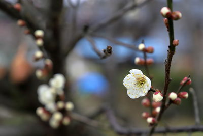 Close-up of japanese apricot  blossoms on branch