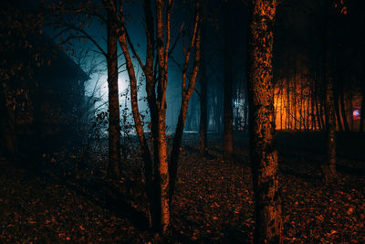 Trees in forest at night