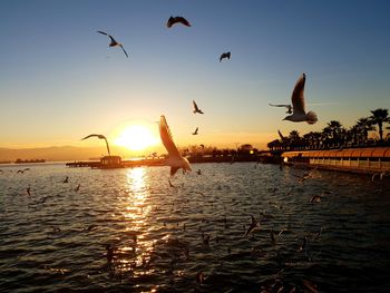 Silhouette of birds flying over lake against sky during sunset