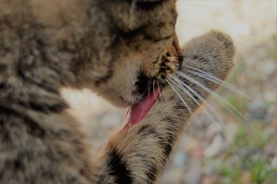 Close-up of a cat