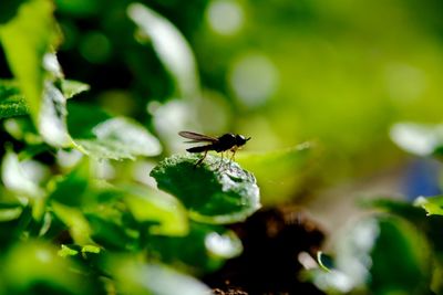 Close-up of insect on leaf