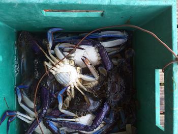 High angle view of fish in container