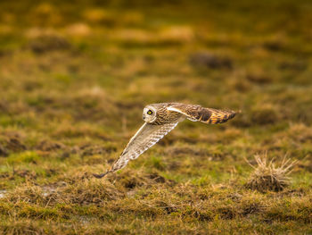 Owl flying on grassy field