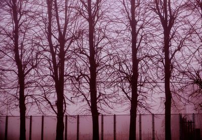 Bare trees against sky